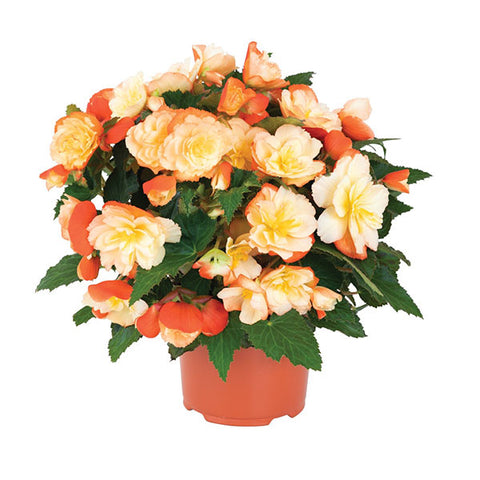 Annual - Begonia Scentiment Peach Keen