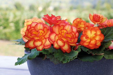 Annual - Begonia Tuberous Nonstop Fire