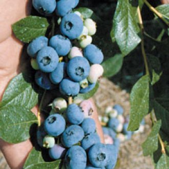 Fruit - Blueberries - Patriot