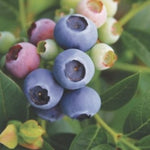 Fruit - Blueberries - Reka