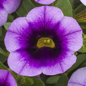 Annual - Calibrachoa - Million Bells - Eclipse Lavender
