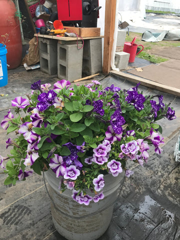 Hanging Basket - Purple