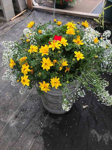 Hanging Basket - Yellow with White