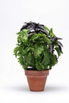 Herb - Potted - Basil Lg Green