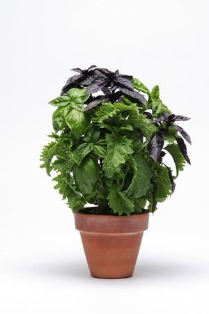 Herb - Potted - Basil Lg Green