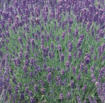 Herb - Potted  - Lavender