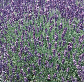 Herb - Potted  - Lavender