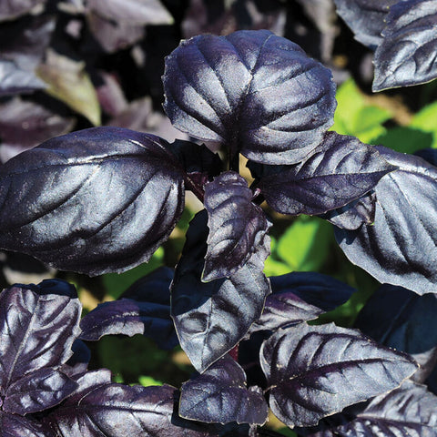 Herb - Potted - Basil Purple