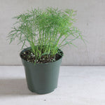 Herb - Potted - Dill