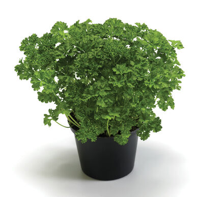 Herb - Potted - Parsley - Curly leaf