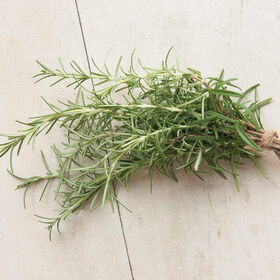 Herb - Potted - Rosemary