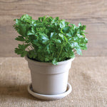 Herb - Potted - Parsley - Flat leaf Italian