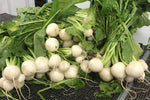 Recipe - Turnips, Salad Turnips - Turnip Greens