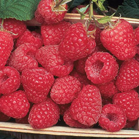 Fruit - Raspberries - Encore
