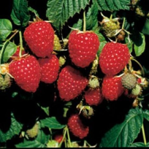 Fruit - Raspberries - Himbo Top