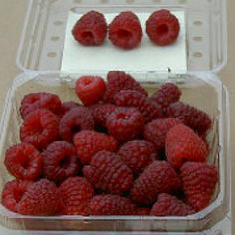 Fruit - Raspberries - Joan J