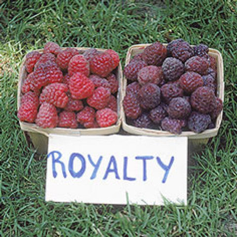 Fruit - Raspberries - Royalty Purple