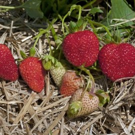 Fruit - Strawberries - Everbearing - Albion - 4" pot