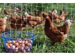 Eggs 1 dozen/week - Farm Fresh Club Add-On -